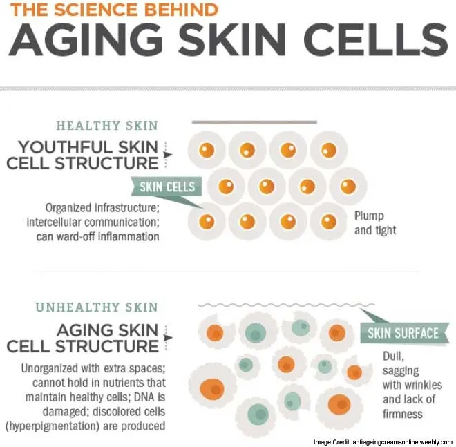 info-cellules-de-vieillissement-de-la-peau