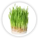 La hierba de cebada