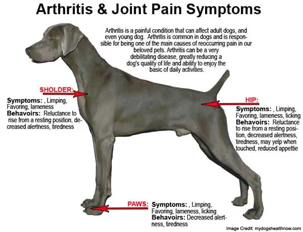 dog-joint-pain-info