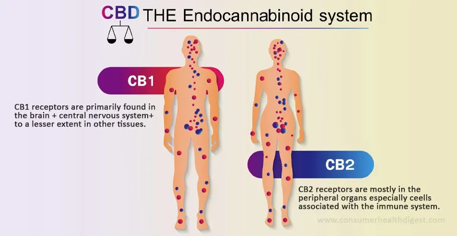 Endocannabinoid-System