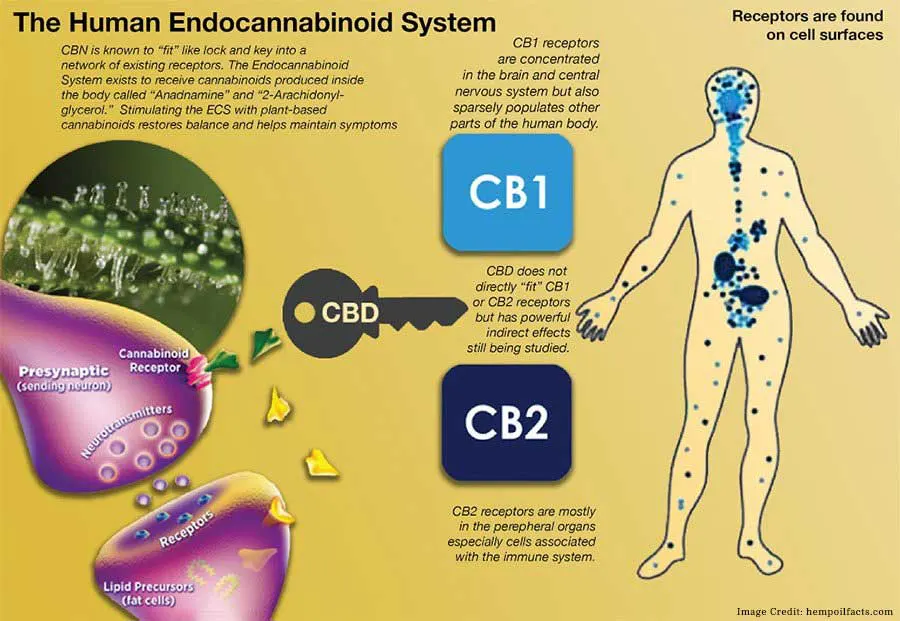 Endocannabinoid System Info