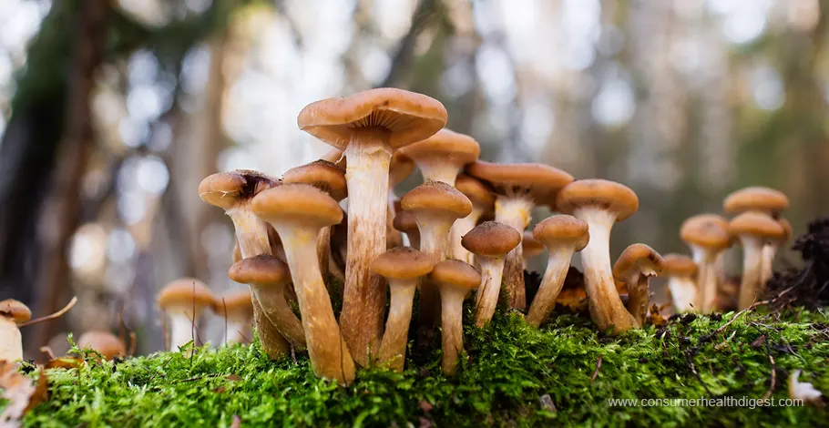 Mushrooms: The Medicinal Marvels In The Fungi World