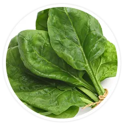 Fermented Organic Spinach
