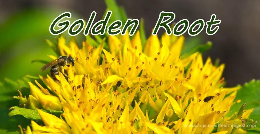 What Are the Benefits and Side Effects of Golden Root?