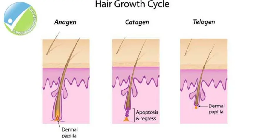 Stages of Eyelash Growth