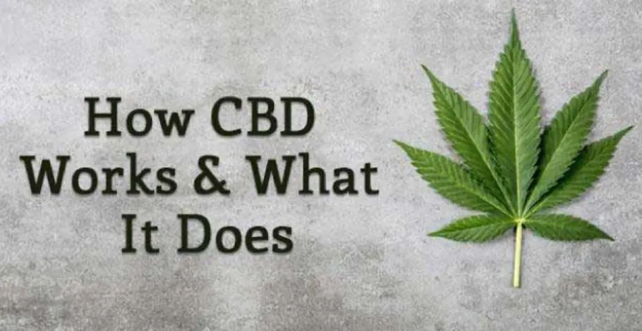 How CBD Works? - What It Does do to your Body Health!