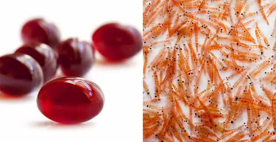 Krill Oil: Everything You Need To Know About It!