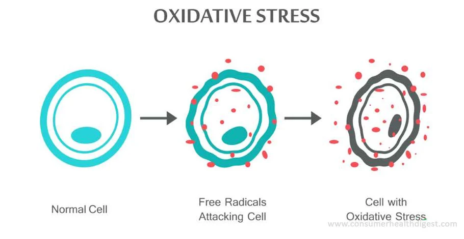 ¿Qué es el daño oxidativo?