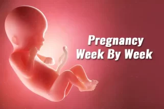 embarazo semana a semana