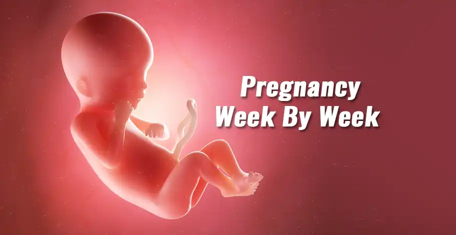 pregnancy-week-by-week