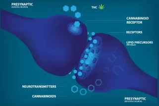 Rollen von Cannabinoidrezeptoren