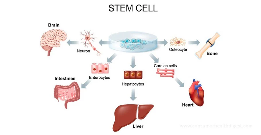 stem cell process