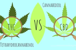 THC و CBD: فهم الاختلافات بينهما