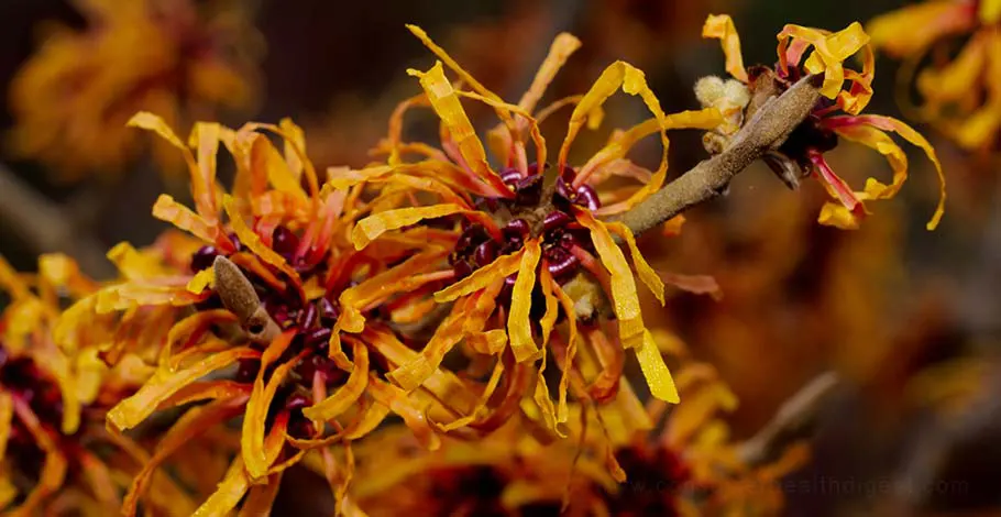Everything You Should Know About Witch Hazel